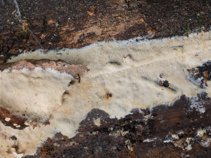 Junghuhnia luteoalba